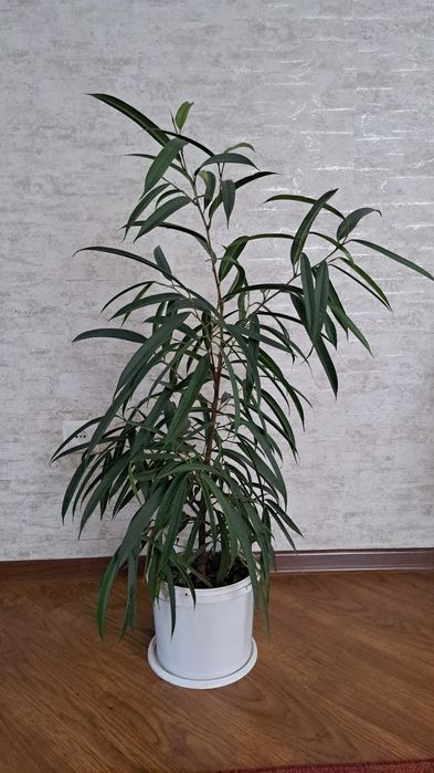 Большие комнатные цветы