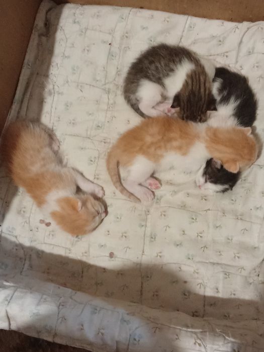 Продам  котят не дорого