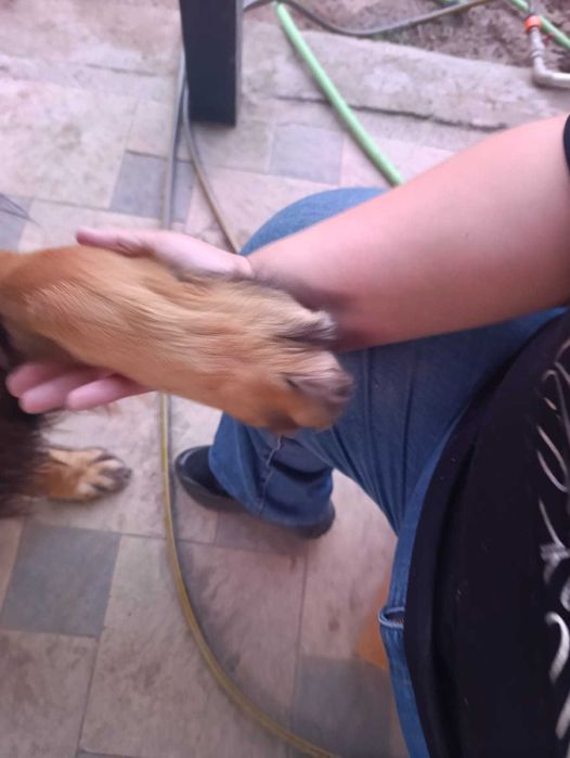 Ищем невесту для овчарки