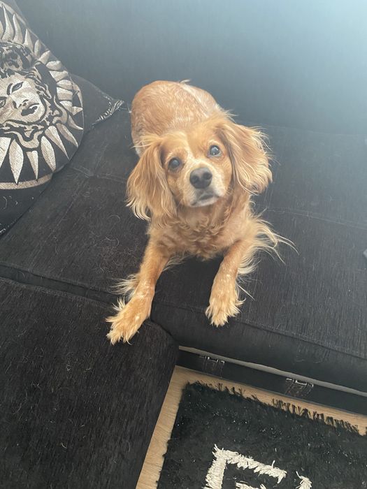 Подарявам кученце бретон шпаньол - женско