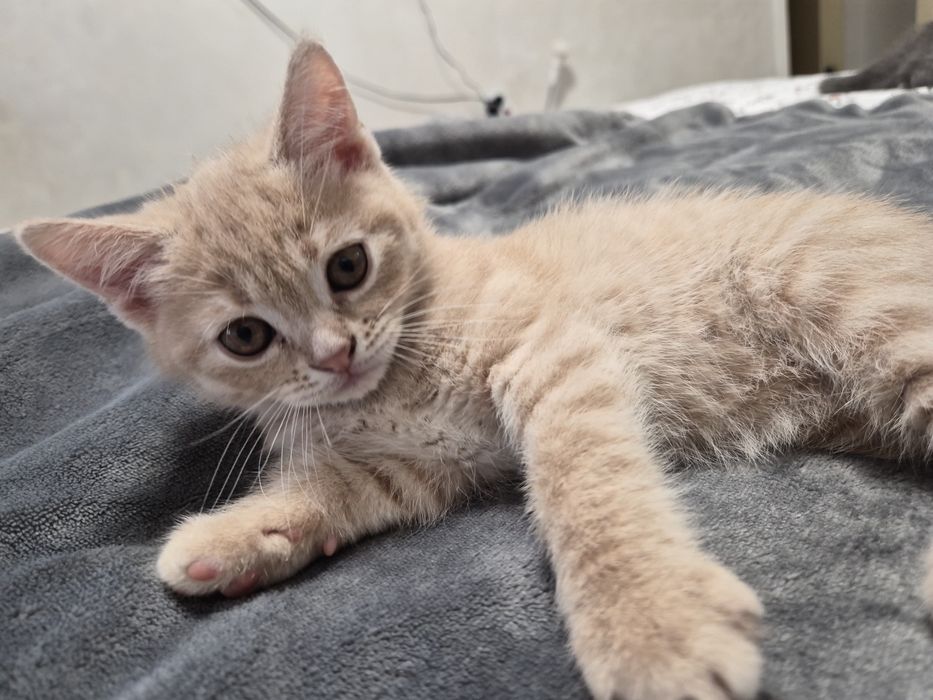 Британско мъжко коте