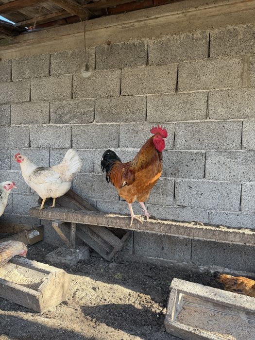 Млади домашни петли