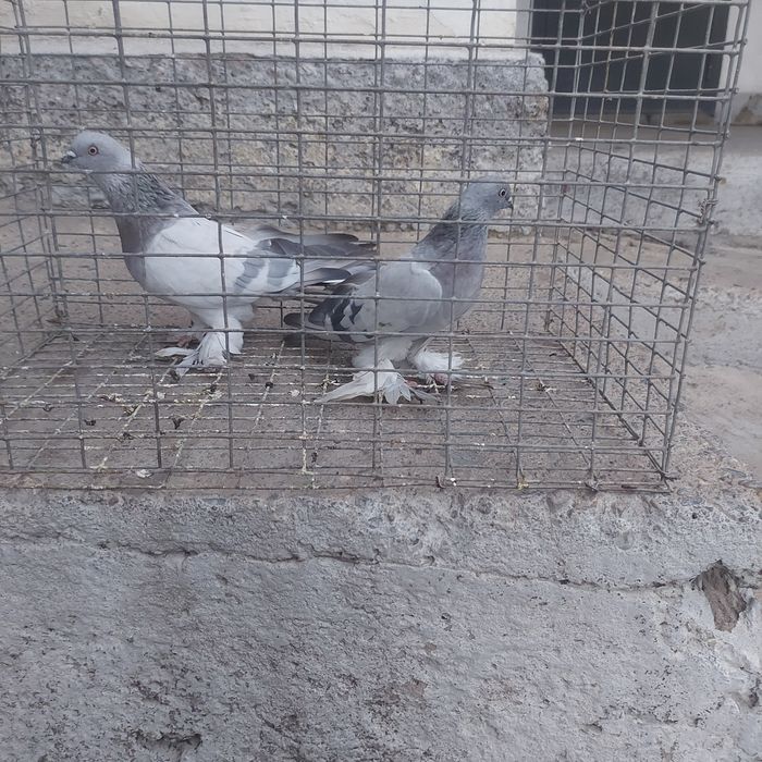 Касани пара гатовый лет с игрой сталбом