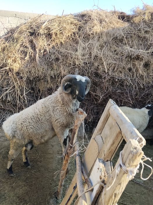 Qochqor sotiladi Manzil Buxoro Vobkent