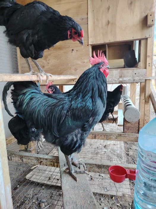 Инкубатор тухум сотилади.