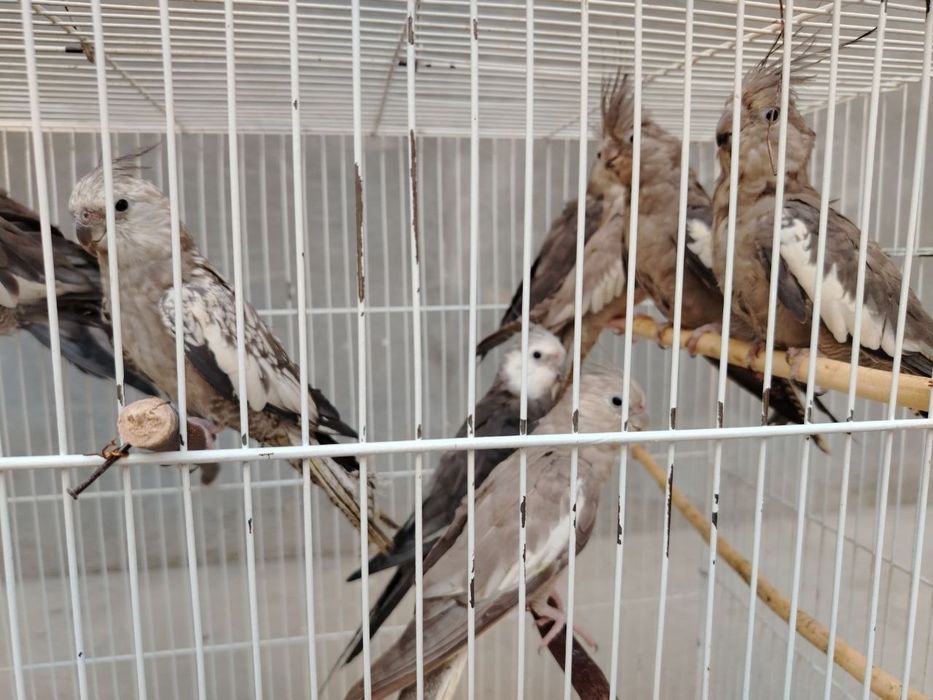 Tayyor Karello Jupi 300 mindan Donasi 150 mindan