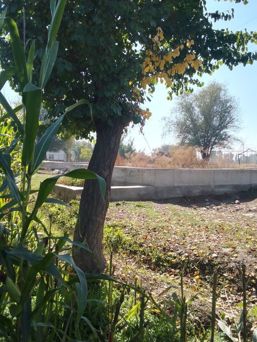 Chinozdan uchaska SHOSHILINCH