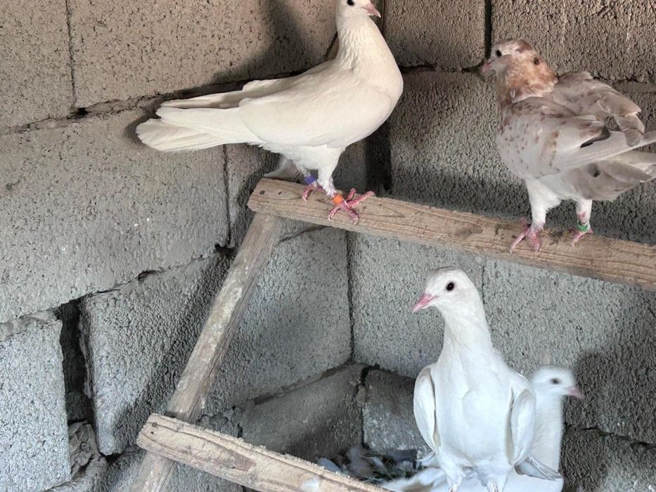 Голуби бакинский шеракахвостые