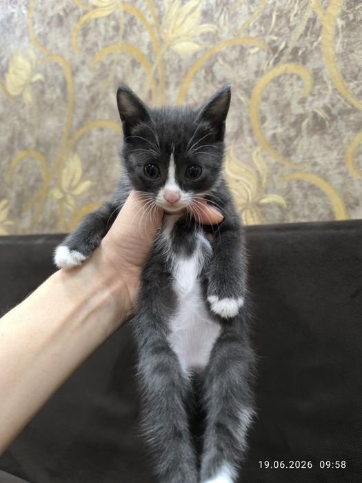 Отдам котят     .