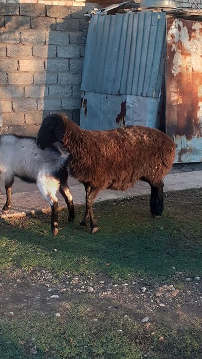 Қойлар сатылады, семіз, жемде тұрған,