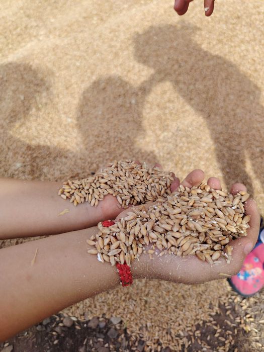 Triticale de vânzare