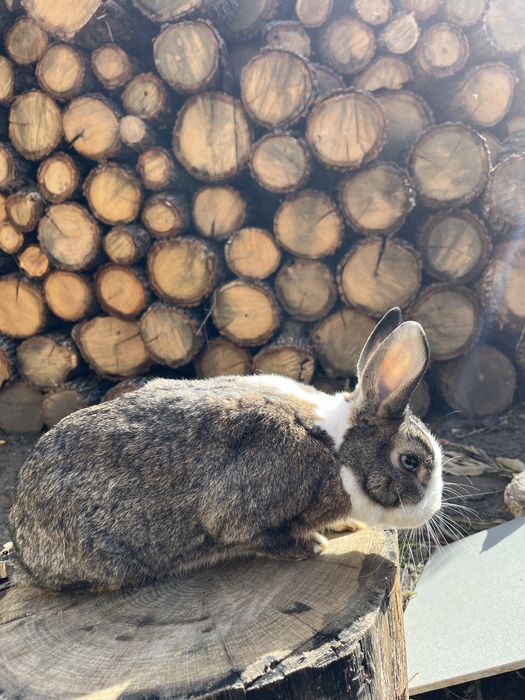 Iepure rex pitic mascul