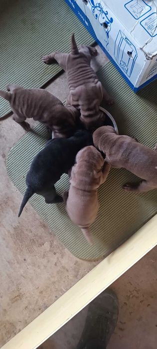 Щенки шарпей шоколад