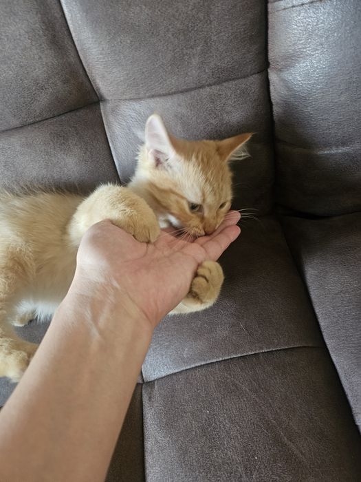 Котёнок рыжий сибиряк