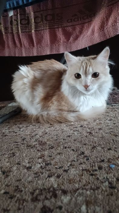 Отдам бесплатно котёнка