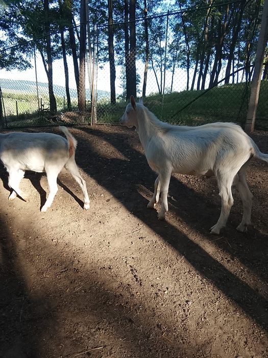 Vând țap sannen de  ,4 anii