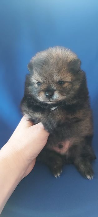 Шпицы щеночки продам