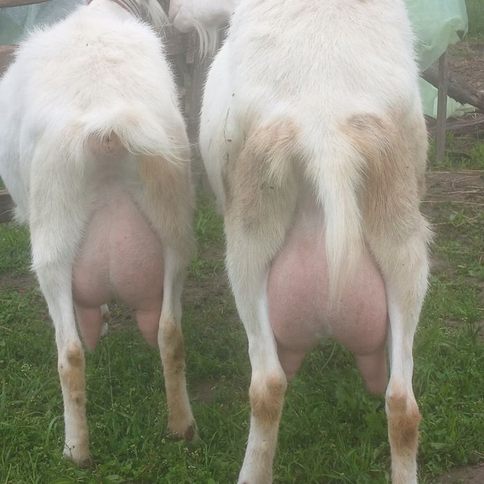 2 iedițe de vanzare