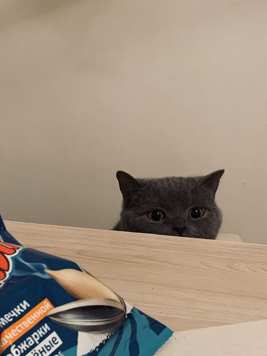 Британская короткошерстная