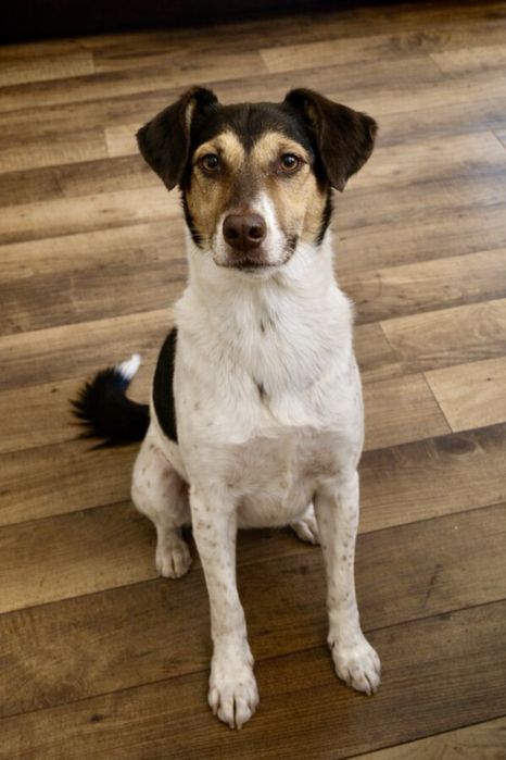 Собака Боня — маленькая и очень умная