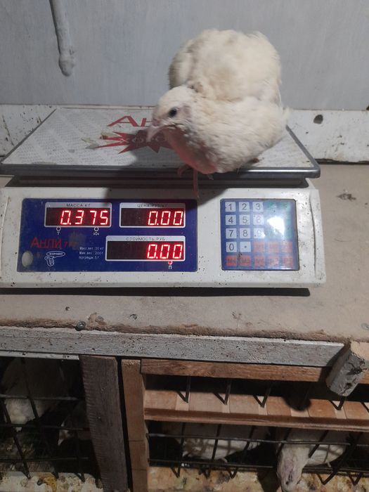 Белый Гигант Бедана гошти