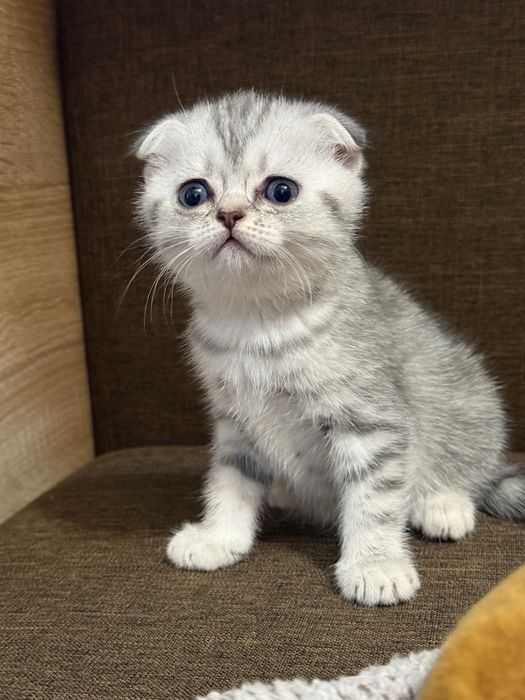 Продам котят шотландцев ,вислоухих Скотиш-Фолд и Скотиш-Страйт