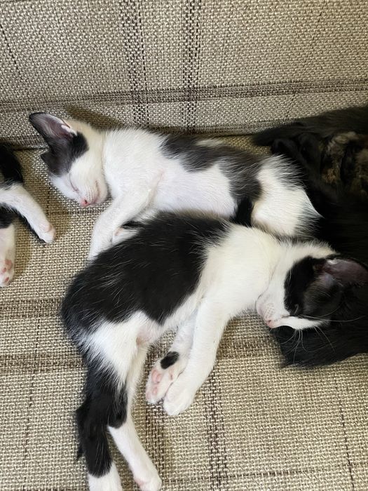 Подаряваме котенца