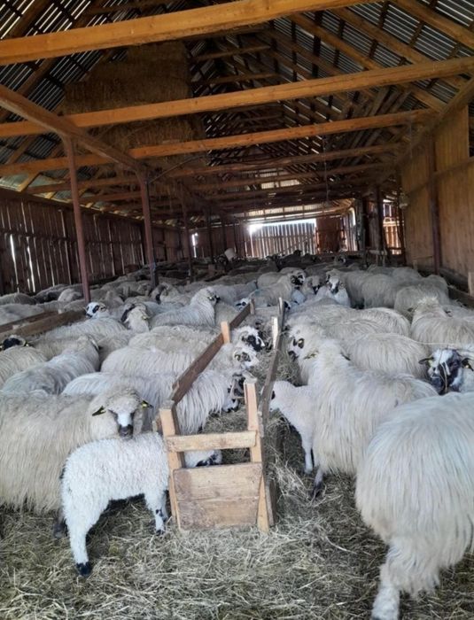 Vand oi cu miei la picior