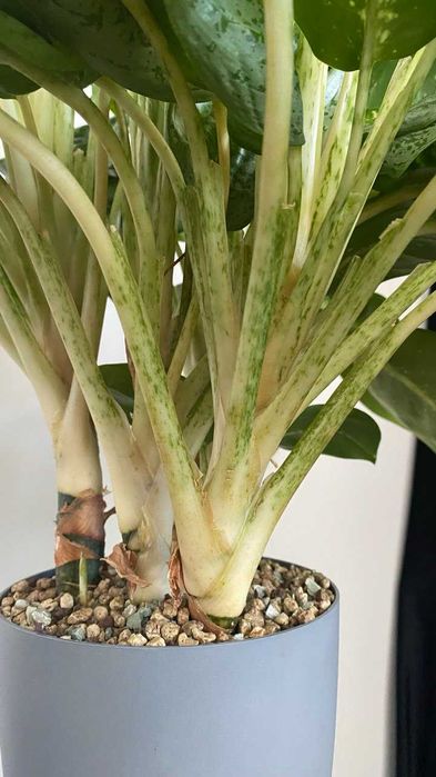 Аглаонема Лемон Минт, 75 см, 5 ростов