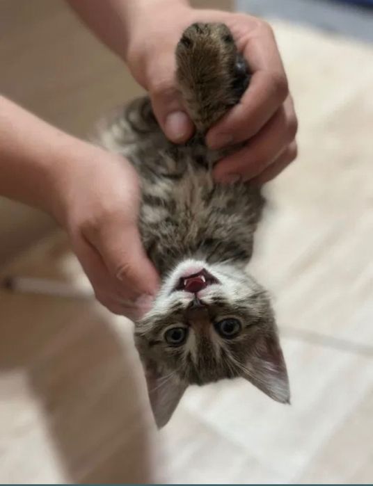 котенок 4мес хороший мальчик