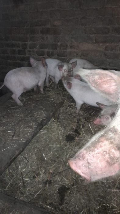 Продам поросят, месячных