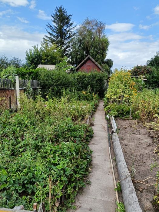 Продаю дача(сад) в городе
