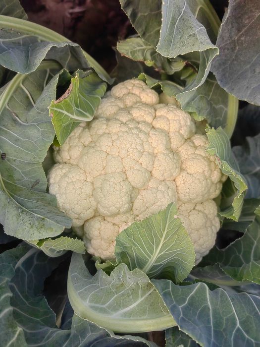 VAND CONOPIDĂ PROASPĂTĂ -  Căpățâni mari, albe ca laptele, dese și sănătoase - ca în poze! Ideală pentru murături, mâncare, pane sau la cuptor