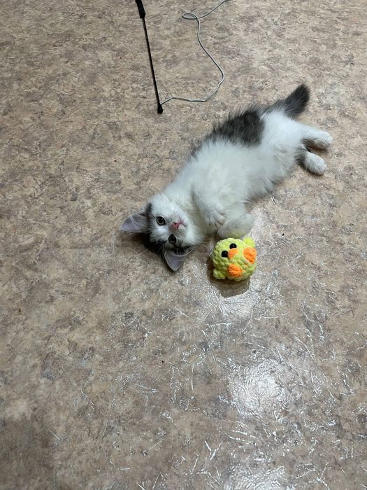 Котенок (девочка) ищет дом