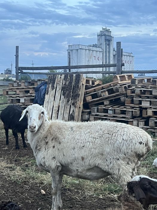 продам овцу хорошую