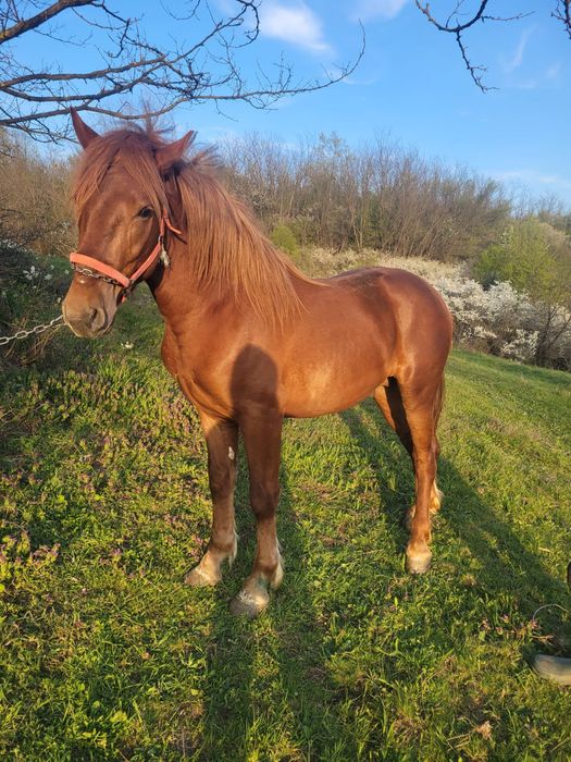 Vând cârlan semigreu.