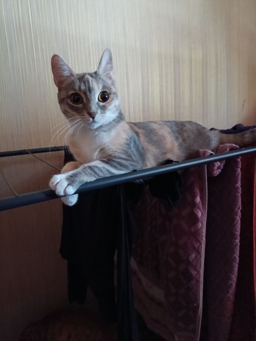 Кошечка ищет любящую семью!