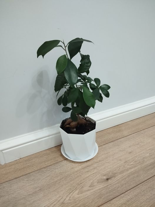 Комнатные растения 5000 тг