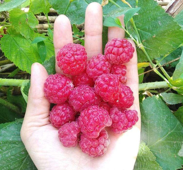 Малина саженцы куст