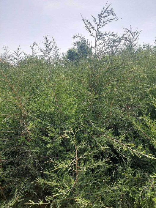 Арчалар сасна ва можжевельник