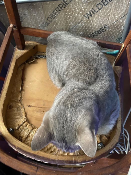 Найден кот Алматы