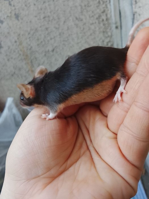 В продаже дикаративные мышки