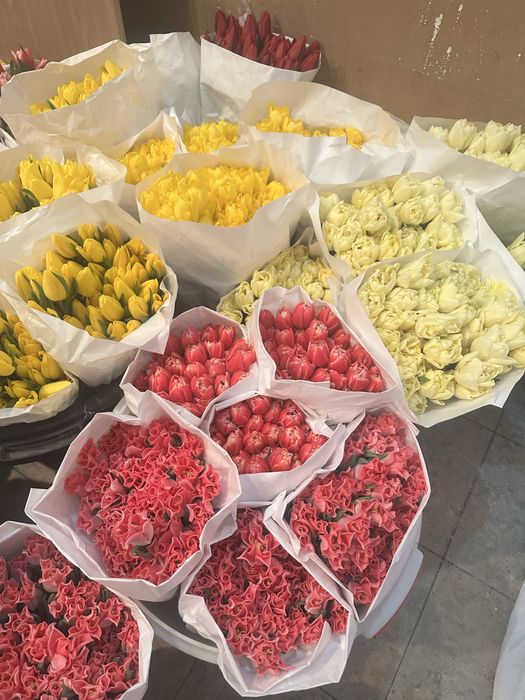 Продам тюльпаны крупные по вкусной цене