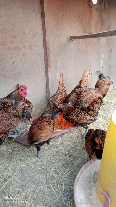 Сибрайт залатойлар сотилади