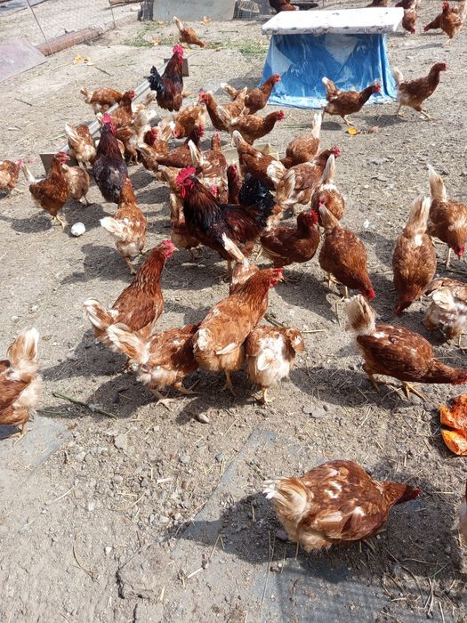 Продам кур и петухов