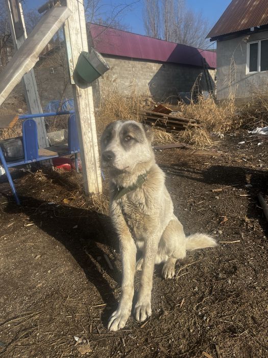 Сао алабай сатылады