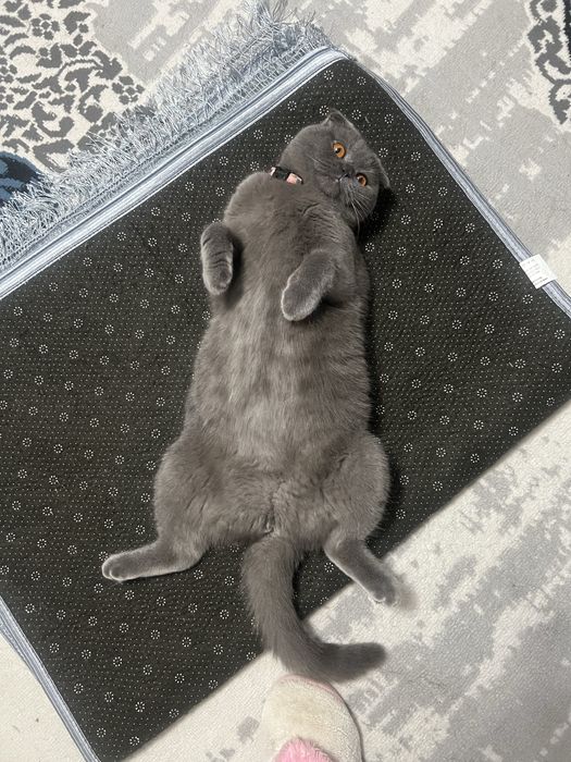 Scottish fold va scottish strayt mushuk bolalari sotiladi