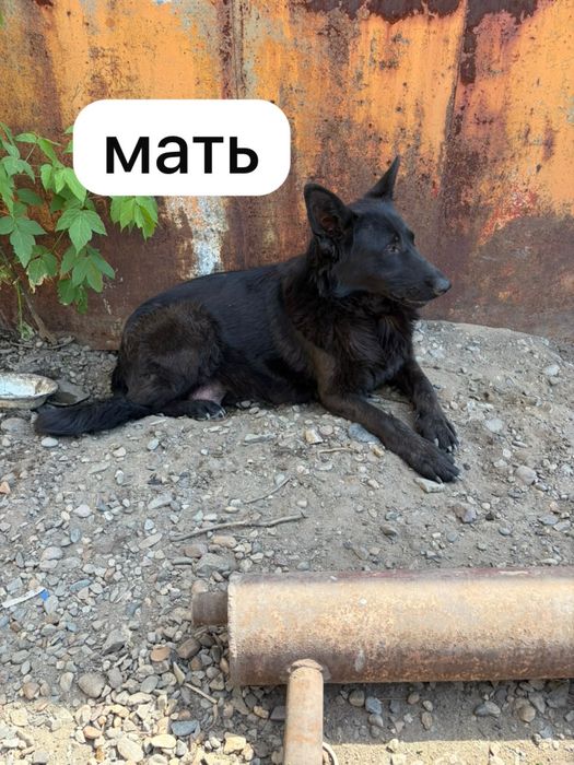 продам щенков немецкой овчарки