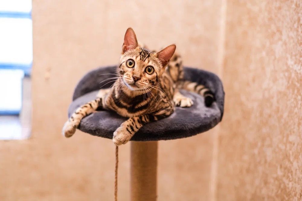 Потерялся кот. Вознаграждение!!!