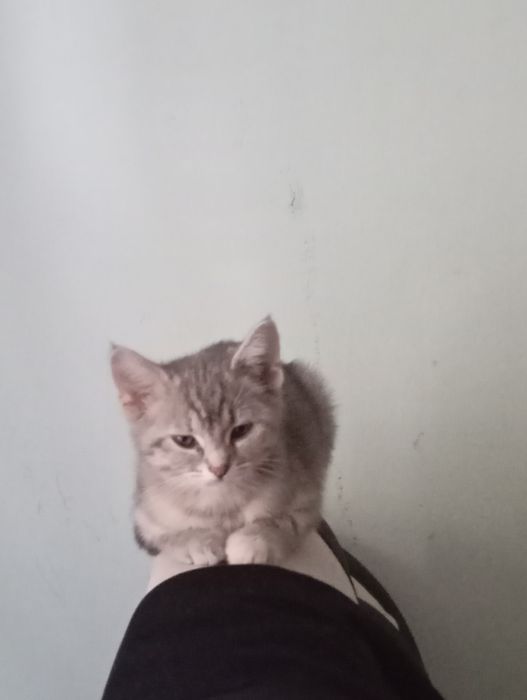3 ойлик мушукчалар